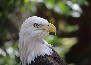 Bald Eagle 2
