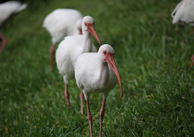 Ibis in a line