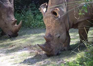 Rhinos