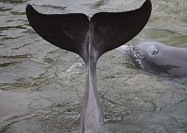 Dolphin Tail