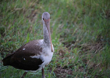 Brown Ibis
