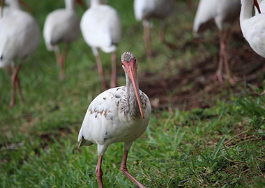 Ibis