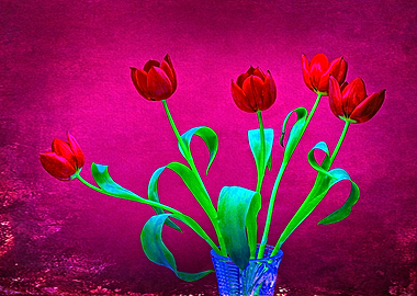Tulip Flowers Red On Red