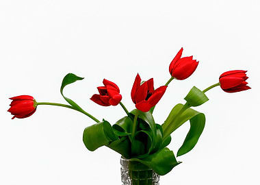 Tulip Flowers Red On White