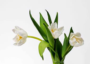 White Tulips On White
