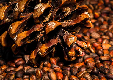 Pine Cone And Nuts