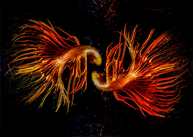 Gold Crowntail Betta Fish