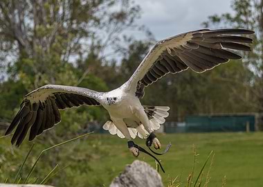 Sea Eagle