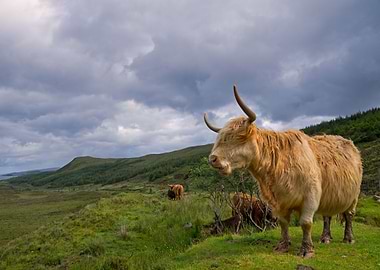 Highland Coo