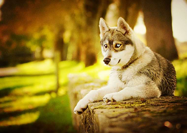 Husky Dogs Dog