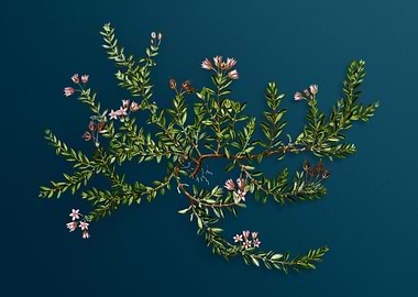 Vintage Botanicals on Teal