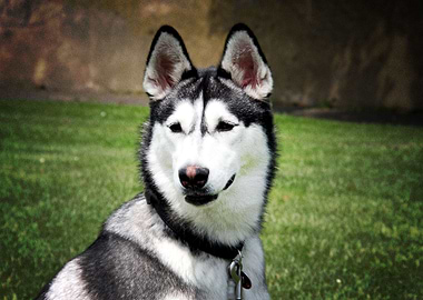 Husky Dogs Dog