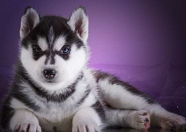 Husky Dogs Dog Pet Puppy