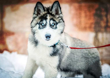 Siberian Husky Dogs Snow