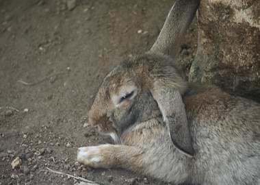 Tired rabbit