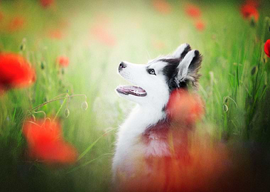 Husky Dogs Dog Pet Poppy