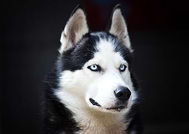 Husky Dogs