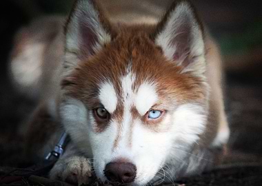 Husky Dogs Dog