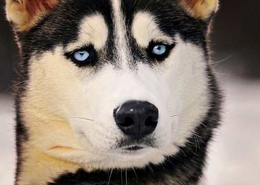 Husky Dogs Dog