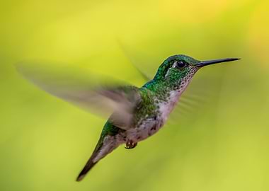 Hummingbird in nature