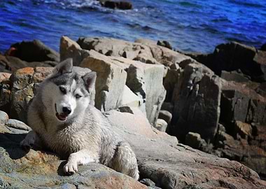 Husky Dogs Dog