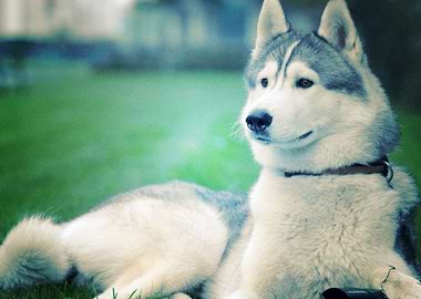 Husky Dogs Dog