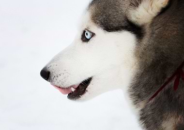 Husky Dogs