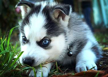 Siberian Husky Dogs B