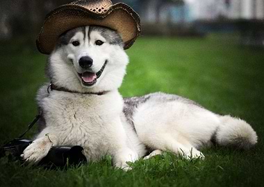 Husky Dogs Dog Hat Ba