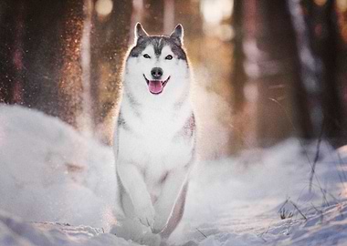 Husky Dogs Dog Pet Winter
