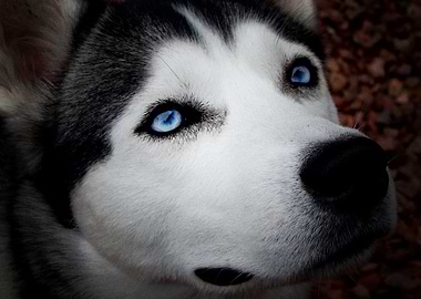 Husky Dogs Dog Pet Ba