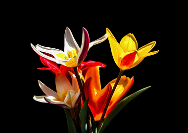 Tulip Flowers On Black