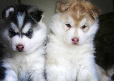 Siberian Husky Dogs B