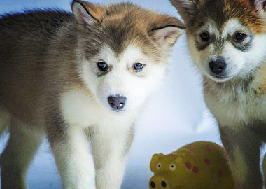 Alaskan Malamute Dogs Bab
