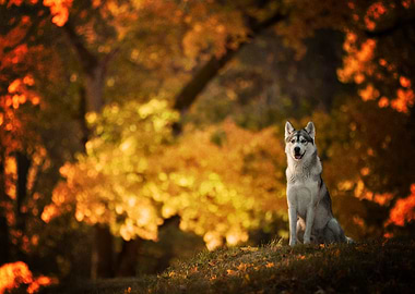 Husky Dogs Dog Pet Depth