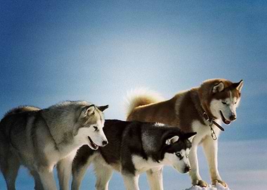 Husky Dogs Dog