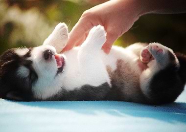 Husky Dogs Puppy Cute Dog