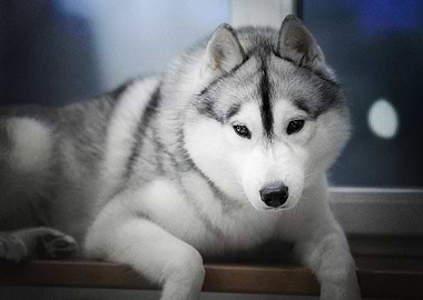 Husky Dogs Dog Pet Ba