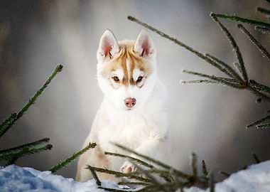 Husky Dogs Dog Pet Baby