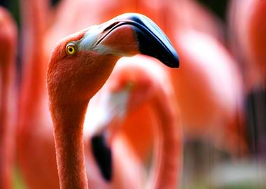 Red flamingo