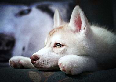 Husky Dogs Dog