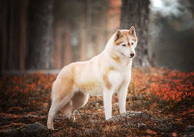 Husky Dogs Dog Pet Ba
