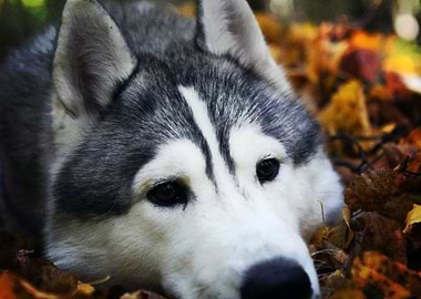 Husky Dogs Dog