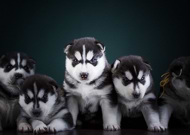 Husky Dogs Puppy Baby Pe