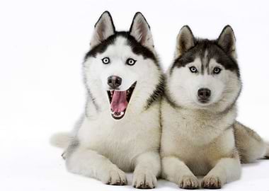 Husky Dogs Dog
