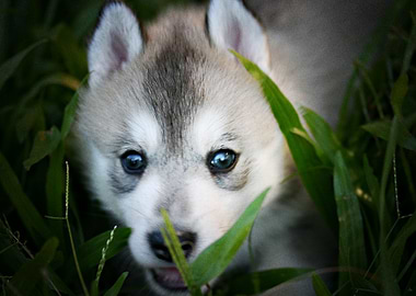 Husky Dogs