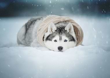 Husky Dogs Dog Pet Snow S