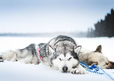 Siberian Husky Dogs Dog D
