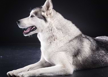 Siberian Husky Dogs B