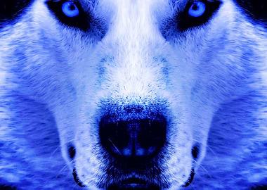 Husky Dogs Dog Face Blue